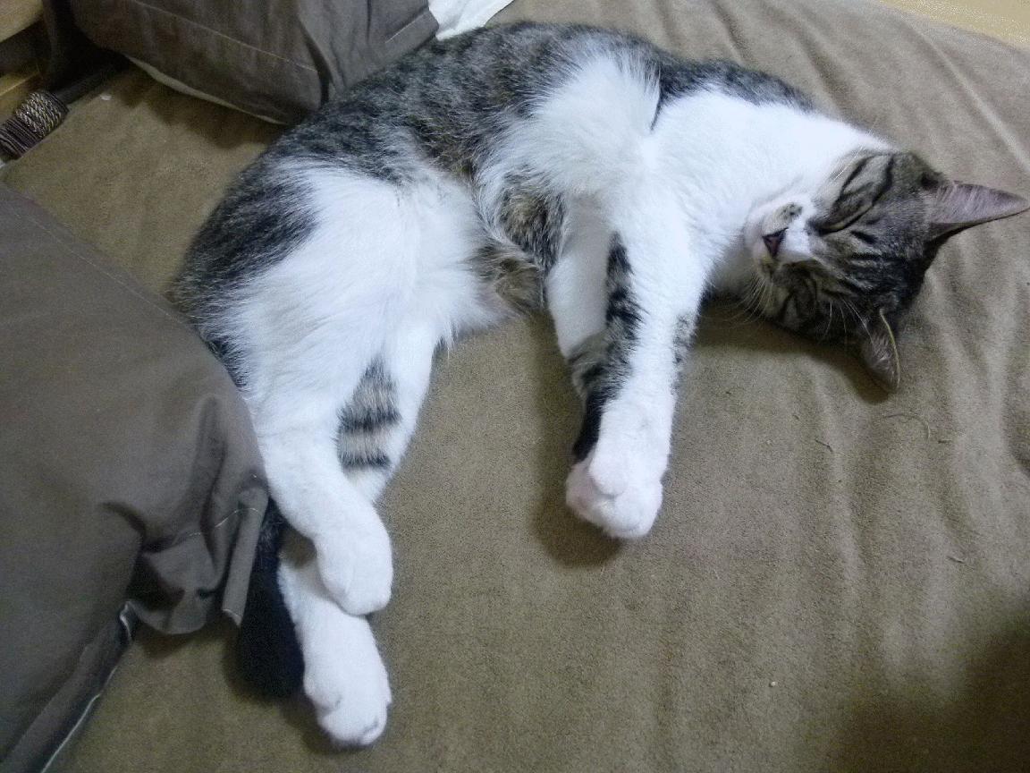 利物浦经历伤病困扰，拼尽全力争取胜利，利物浦现状