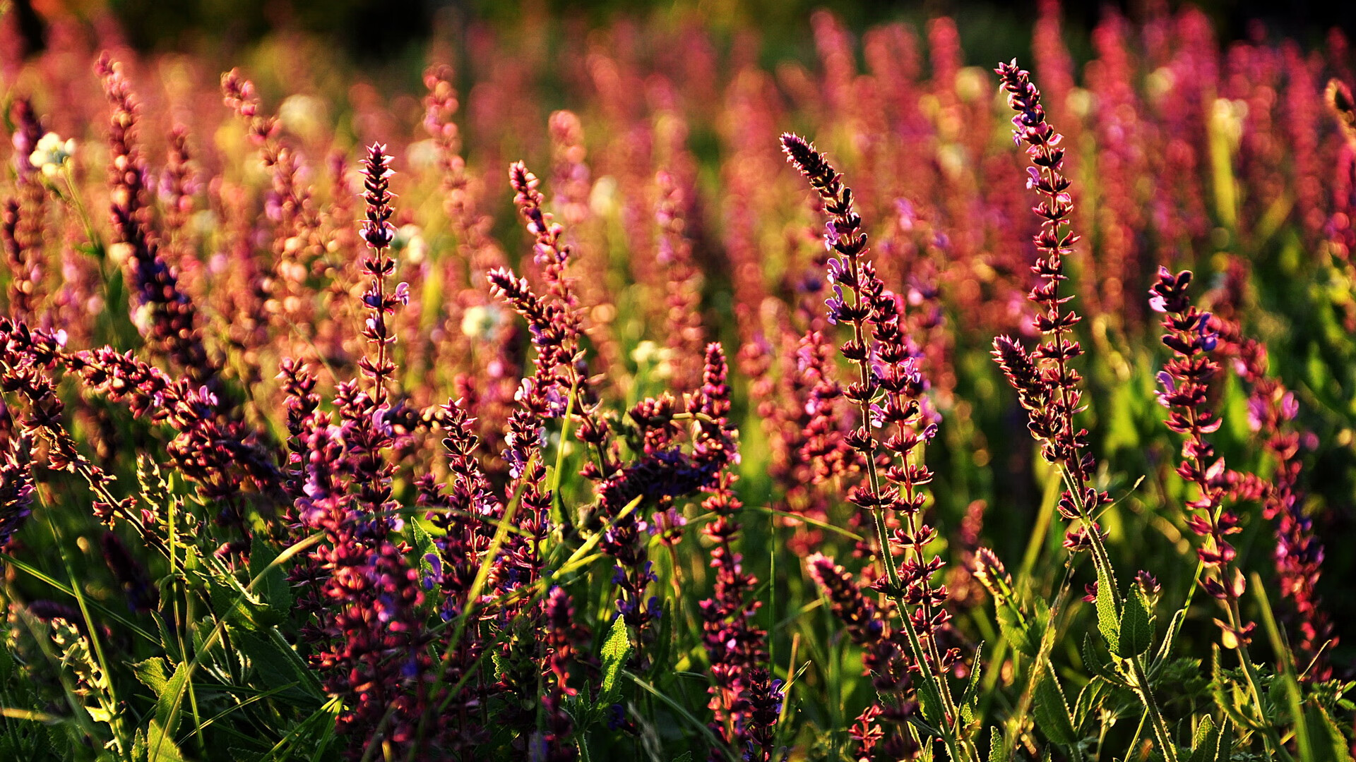 意甲球队引援不断，未来值得期待，意甲阵容