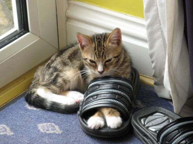 拜仁锋线新星崭露头角，连续4场破门，拜仁巅峰